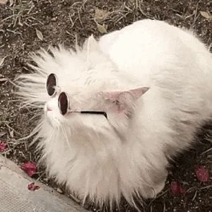 Meet your Posher, Farrah